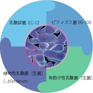 ４種類の乳酸菌（乳酸球菌EC-12、ビフィズス菌BR-108、植物性乳酸菌、有胞子性乳酸菌）